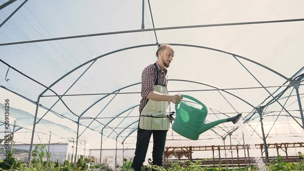 Man gardener in green apron watering plants and flowers with garden sprayer in greenhouse. Drops of water on the background of the sun. Man gardener in green apron watering plants and flowers with garden sprayer in greenhouse. Drops of water on the background of the sun.