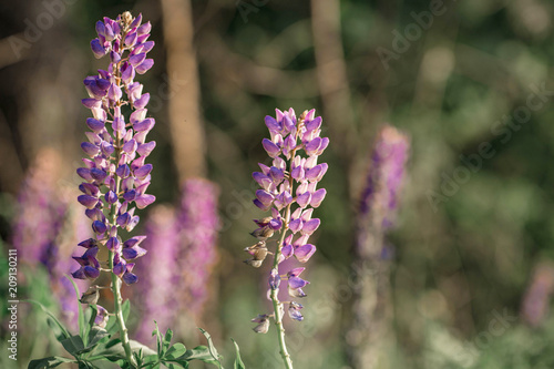 Blooming lupine field at sunlight.  Violet spring and summer flowers on the blurred background. Belarus  Minsk
