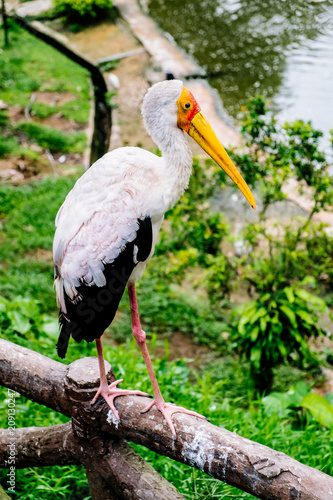 Photography Marabou bird in in the park birds in Kuala Lumpur, Malaysia