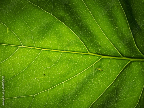Green leaf of the plant to the lumen. The structure of the plant leaf.
