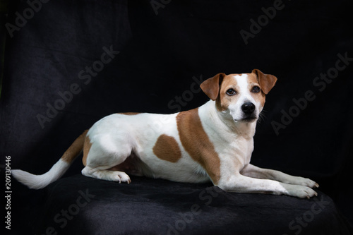 White and Red dog laying down with black background
