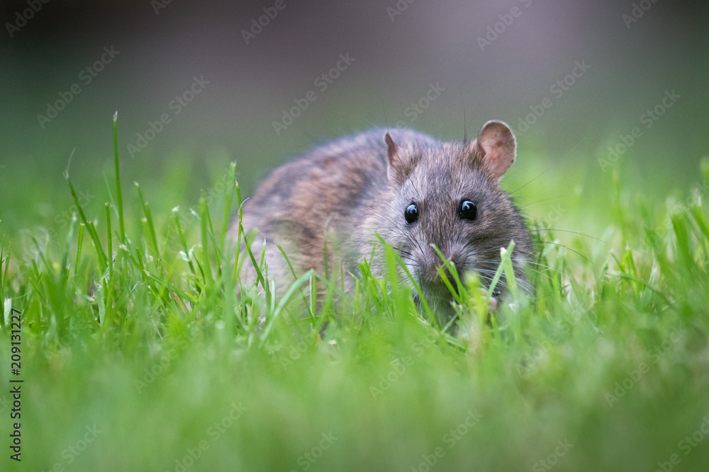 Eine Ratte im Gras Eine Ratte im Gras