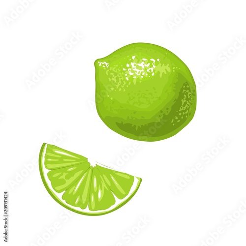 Lime slice and whole.Vector color flat engraving