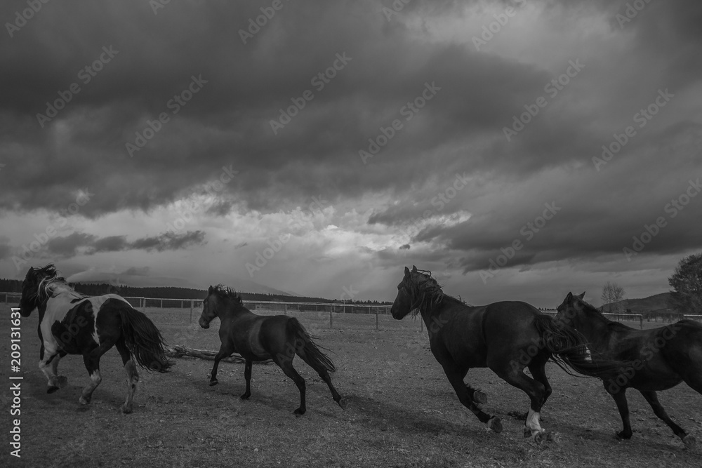Naklejka premium Horse