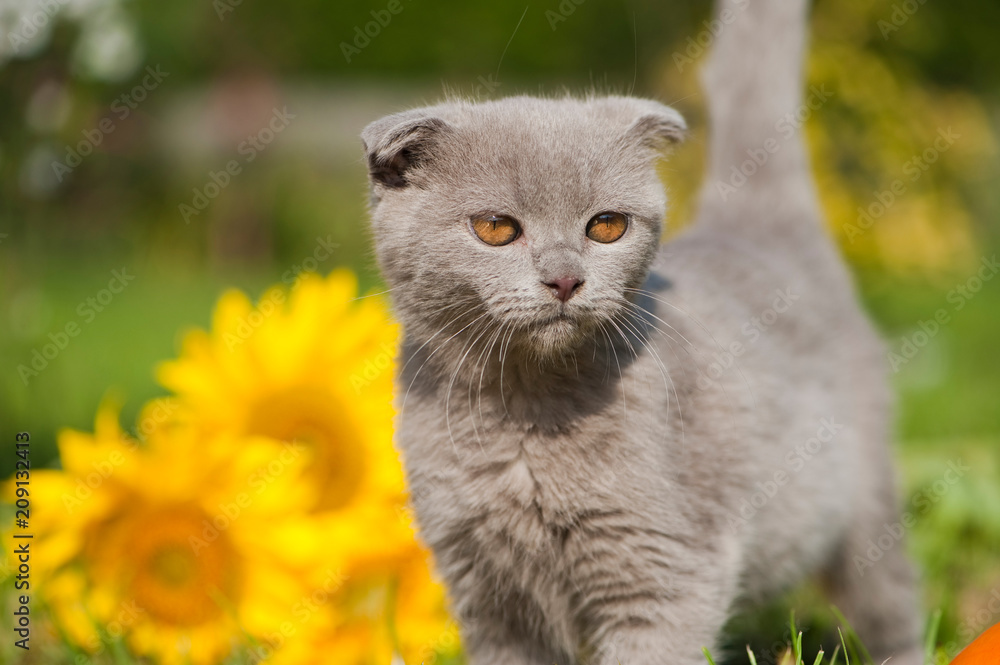 Faltohrkatze im Garten Faltohrkatze im Garten