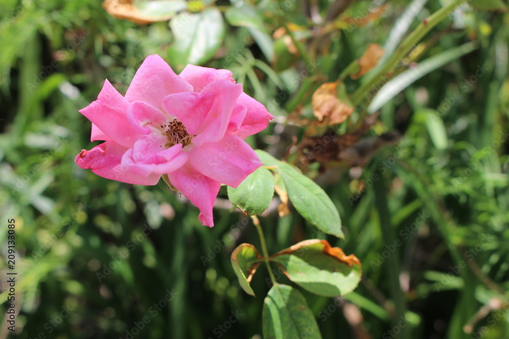 Pink Florida Flower