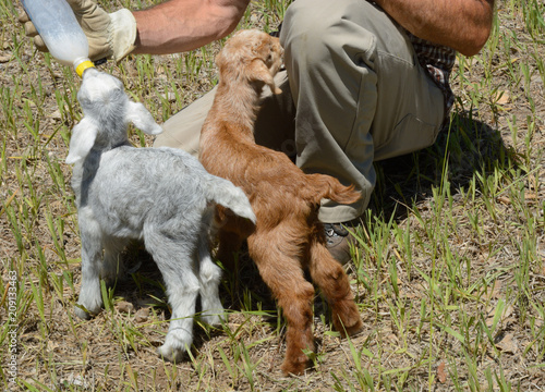 Fototapet Two newborn baby goats rejected by mother goat being fed with bottle of milk by