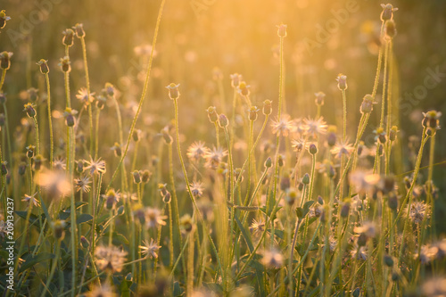 Beautiful grass flowers in sunlight