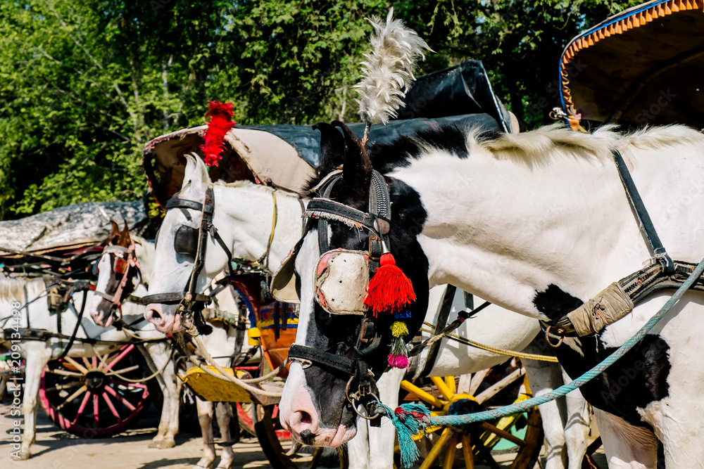horse carriage, India, Agra