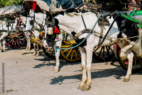 horse carriage, India, Agra