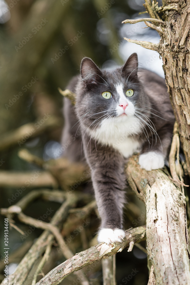 cute grey kitten climbing in trees cute grey kitten climbing in trees