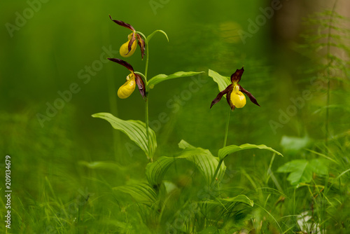 Wallpaper Mural Scarpetta di Venere Torontodigital.ca