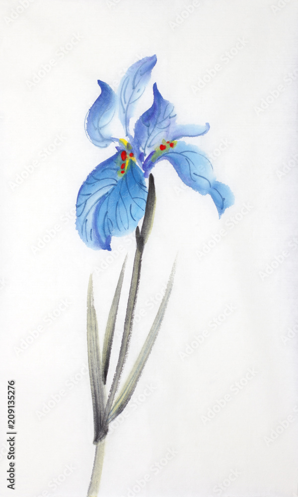 blue iris flower ilustração do Stock