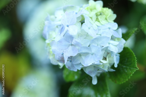 fleur blanche bleu  © PetitNuage