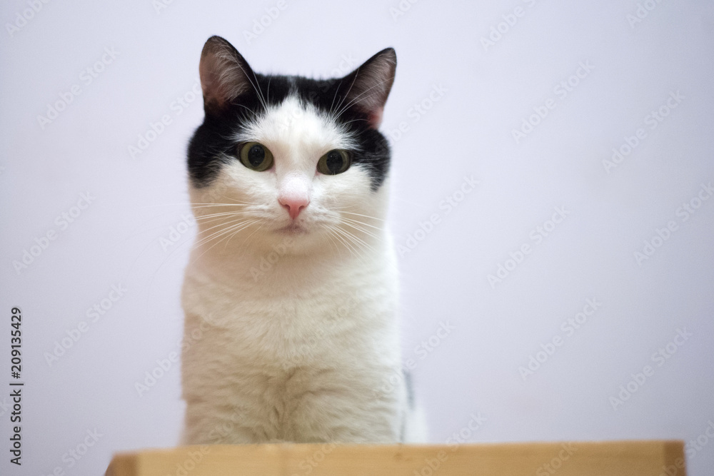 Black and white cat sitting and looking