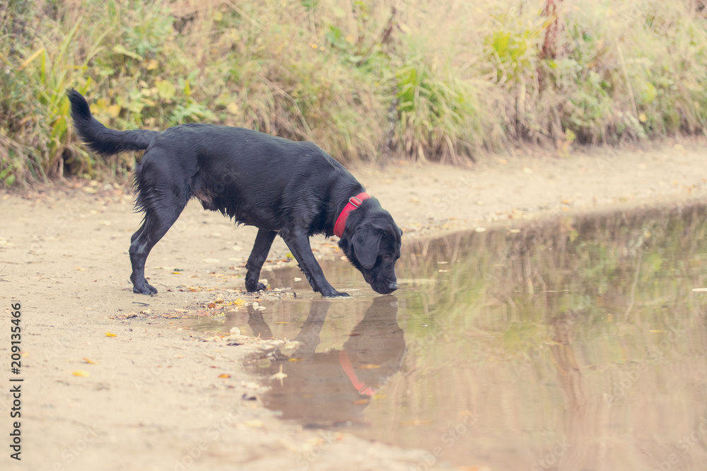 Black Labrador catches fish in the pond Black Labrador catches fish in the pond