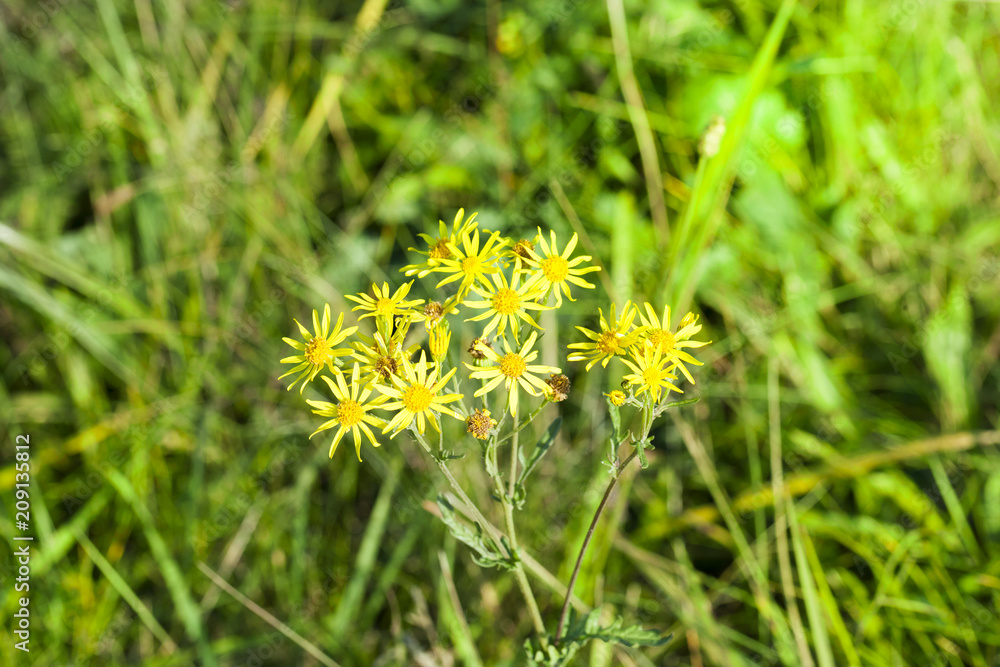 beautiful flowers beautiful flowers
