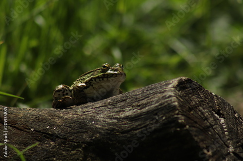 grenouille marre jolie crapaud photo