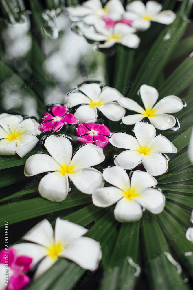 Frangipani flowers floating Frangipani flowers floating