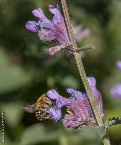 Anthophora quadrimaculata photo