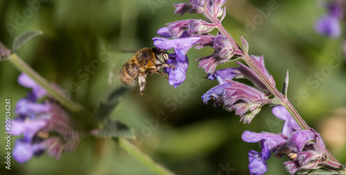 Anthophora quadrimaculata photo