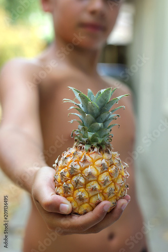 Child holds tiny pineapple photo