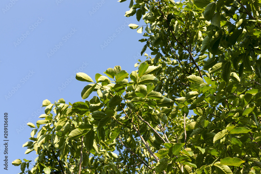 green walnut foliage