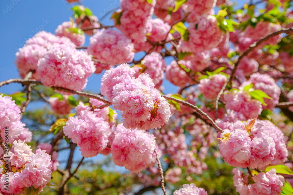 Closeup of cherry blossom in japanese park, Tokyo Downtown