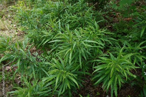 Sweet Fern