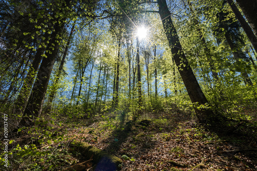 Fototapeta samoprzylepna słońce w lesie, pomiędzy drzewami na tle nieba