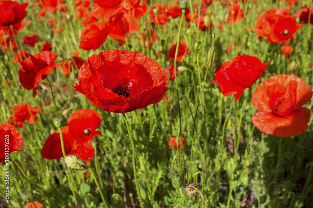 Field with big red poppies