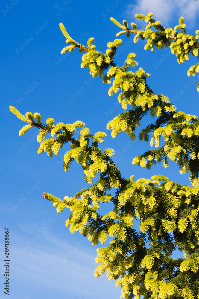 Spruce (Picea abies f. aurea) branches and new growth against blue sky. Spruce (Picea abies f. aurea) branches and new growth against blue sky.