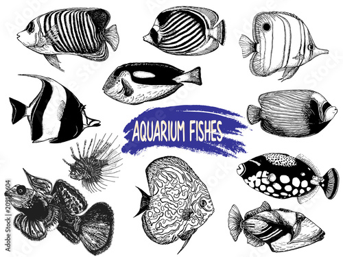 Set of hand drawn sketch style tropical fish isolated on white background. Vector illustration.