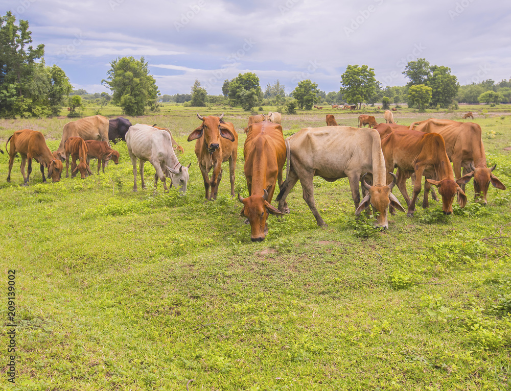 The cattle in the pasture The cattle in the pasture