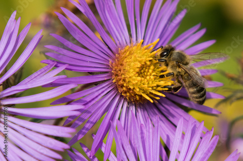 Bumblebee collecting pollen on New England Aster