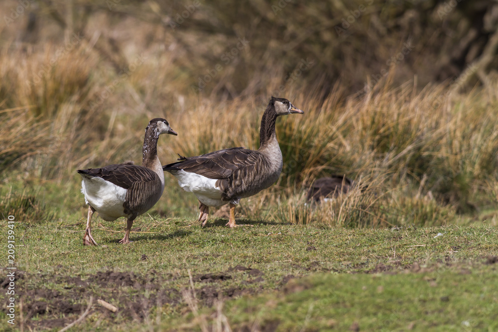 Kanadagans-Hybride (Branta canadagensis) Kanadagans-Hybride (Branta canadagensis)