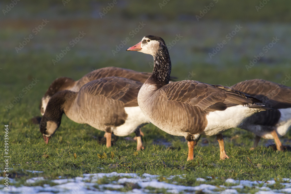 Kanadagans-Hybride (Branta canadagensis) Kanadagans-Hybride (Branta canadagensis)