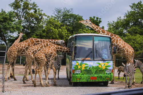 Tourists feeding giraffe