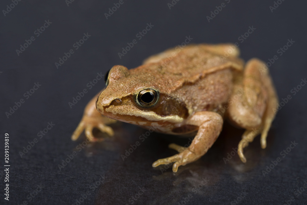 Frog on a black isolated background. Frog.
Frog on a black isolated background. Frog.