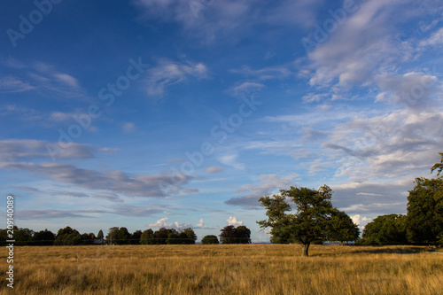 evening in Jaegersborg Dyrehave park, north of Copenhagen photo