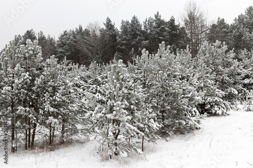 Fototapete Snow drifts in winter