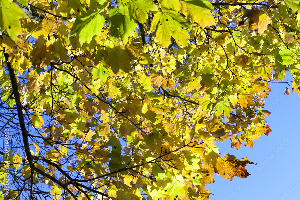 colorful maple leaves