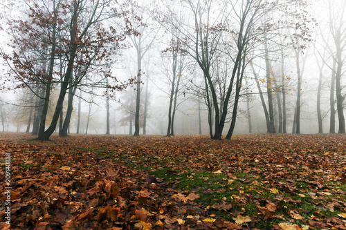 Fog in autumn season