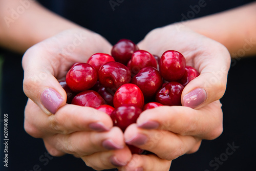 Fresh berry cherry in female hand. Woman hold the fruits in hand. © Kryuchka Yaroslav