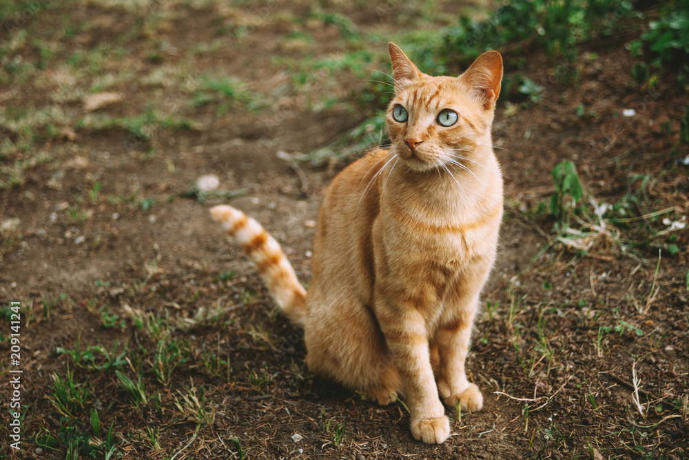 Ginger cat outdoor Ginger cat outdoor