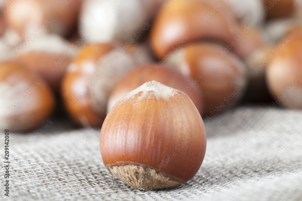 Obraz premium hazelnut shell