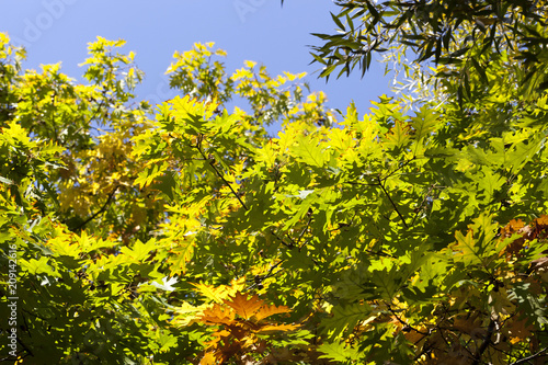 colored oak foliage