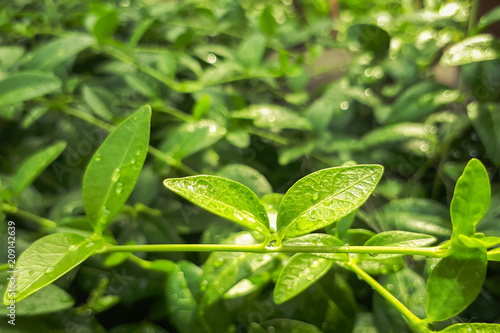 Water drops after rain on green leaves