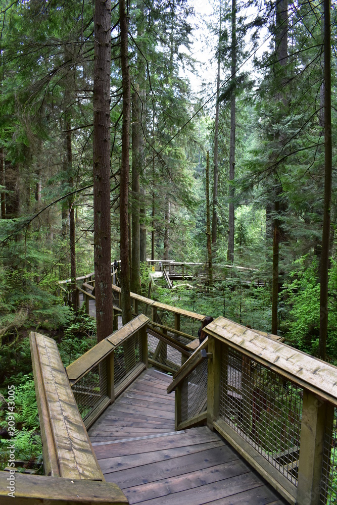 Fototapeta premium Boardwalk in the Forest