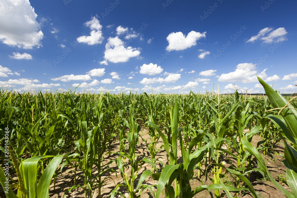 Obraz premium high green corn